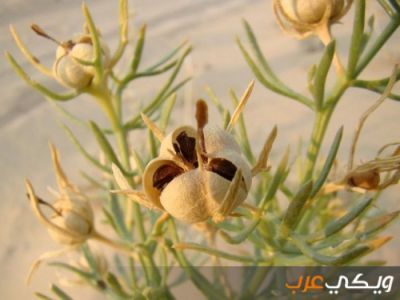 ما هو نبات الحرمل ويكي عرب