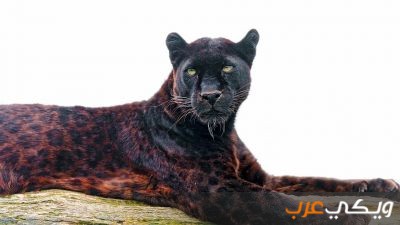 معلومات عن الفهد الأسود ويكي عرب