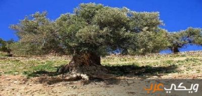 ملخص عن شجرة الغرقد ويكي عرب