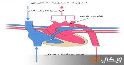 الدورة الدموية الصغرى و آلية عمل الدورة الدموية الصغرى في جسم الإنسان و آلية سريان الدم