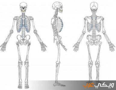 الهيكل العظمي البشري