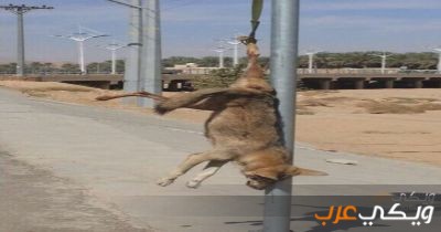 من صور تعذيب الحيوانات صيدها عبثا دون منفعة منها.