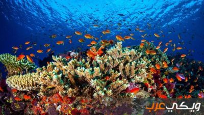 معلومات عن الشعاب المرجانية