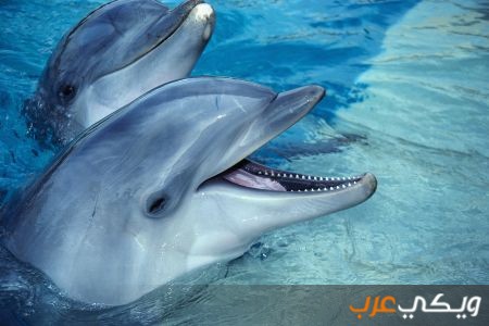 الدلافين: 6 حقائق عن الدولفين