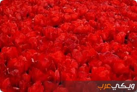 تفسير رؤية اللون الأحمر في المنام ويكي عرب