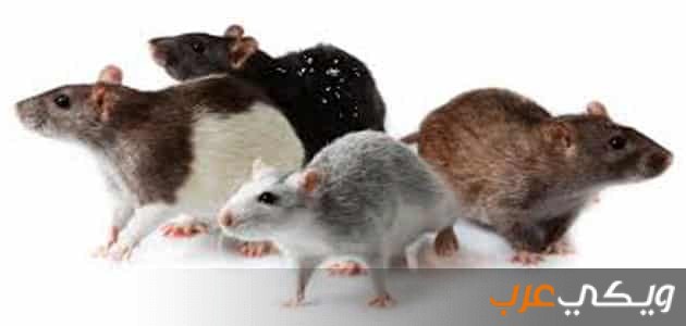 تفسير رؤية الفئران في الحلم ويكي عرب