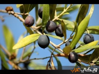 فوائد شجرة الزيتون المباركة ويكي عرب