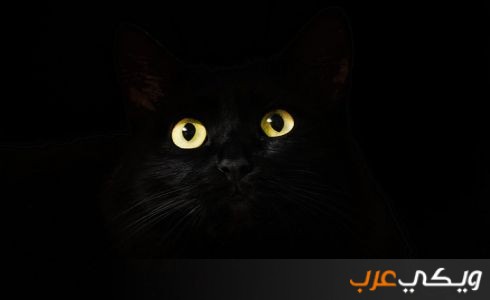 القط الأسود في المنام وتفسيره للرجل والعزباء والمتزوجة والحامل