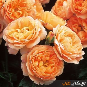 تفسير رؤية اللون البرتقالي في المنام ويكي عرب