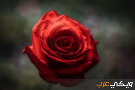 تفسير حلم رؤية الورد في المنام - ويكي عرب 