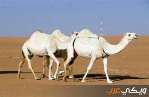 تفسير رؤية ناقة بيضاء في المنام