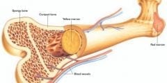 معلومات عن زراعة نقي العظام