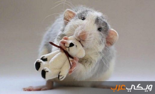 تفسير رؤية الفئران في المنام ويكي عرب