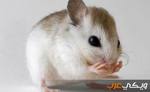 تفسير الفأر في الحلم ويكي عرب
