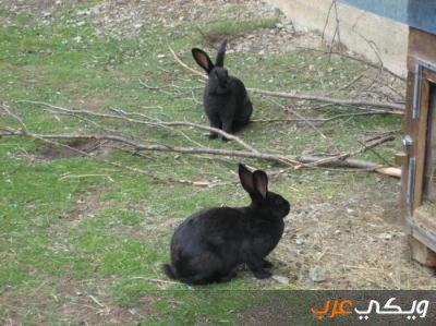 تفسير رؤية الأرنب الأسود في المنام ويكي عرب