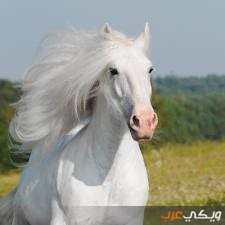 تفسير رؤية الحصان الأبيض في الحلم ويكي عرب