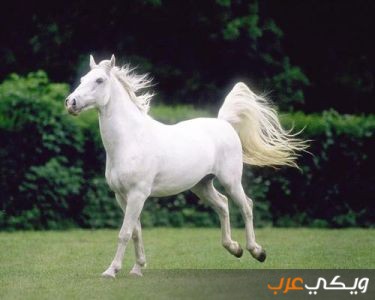 تفسير رؤية الحصان الأبيض في المنام للرجل والفتاة العزباء ويكي عرب