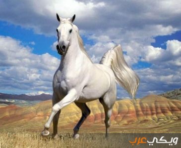 تفسير حلم رؤية الحصان الأبيض في المنام ويكي عرب