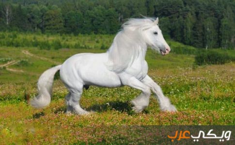 تفسير رؤية الحصان الأبيض في المنام ويكي عرب