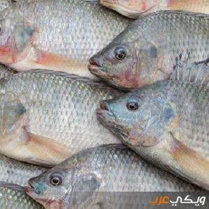 تفسير رؤية شراء السمك في الحلم للعزباء ويكي عرب