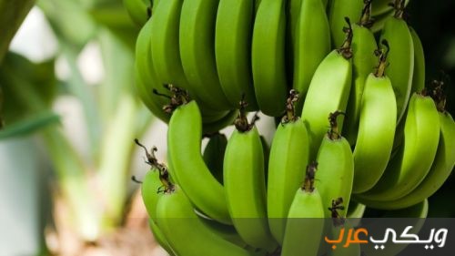تفسير حلم فاكهة الموز الاخضر في المنام ويكي عرب