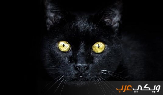 تفسير رؤيه القطه السوداء في المنام ويكي عرب