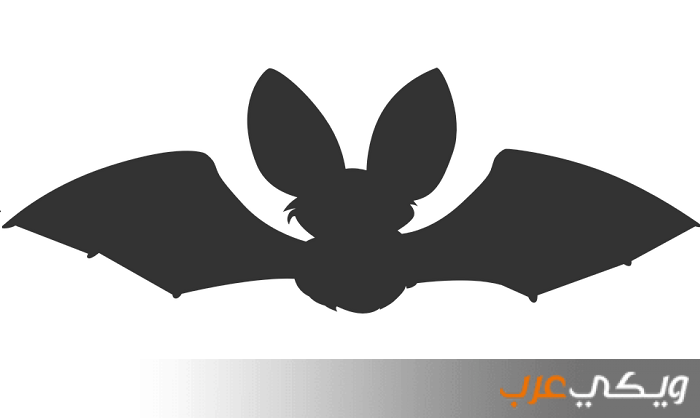 تفسير حلم رؤية الخفاش الأسود في المنام ويكي عرب