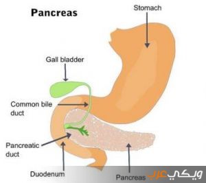  أعراض قصور الافرازات الخارجية للبنكرياس