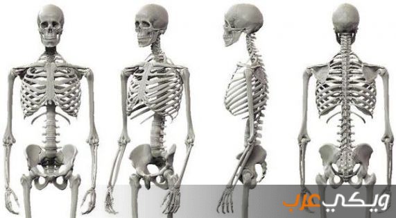 6 من أغرب الحقائق حول عظام هيكل الانسان