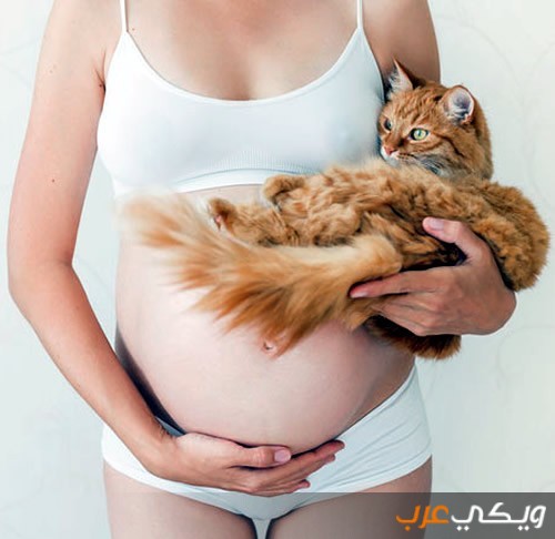 أعراض جرثومة القطط عند الحامل