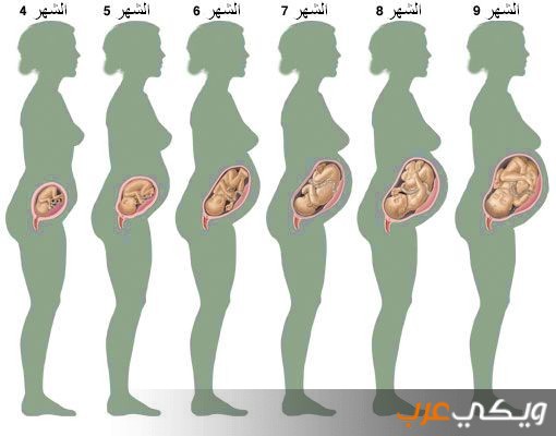 الحمل في الشهر السادس ويكي عرب