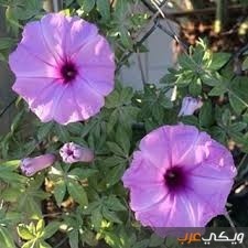 معلومات عن نبات ست الحسن ويكي عرب