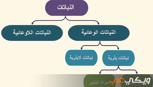 السرخسيات تنتمي إلى مجموعة النباتات: