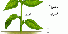 تعرف على وظائف أجزاء النبات