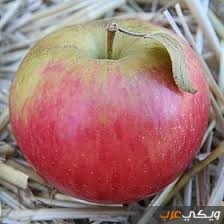 فوائد ثمر التفاح الصحية